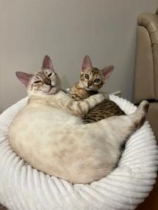 Purebred Bengal Female Kitten–Vaccinated, Litter Trained, Ready