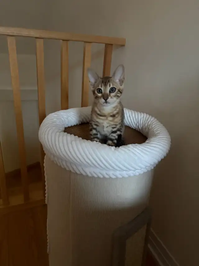 Purebred Bengal Female Kitten–Vaccinated, Litter Trained, Ready - Photo 2