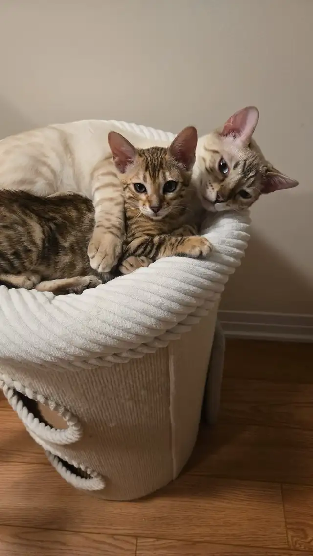 Purebred Bengal Female Kitten–Vaccinated, Litter Trained, Ready - Photo 3