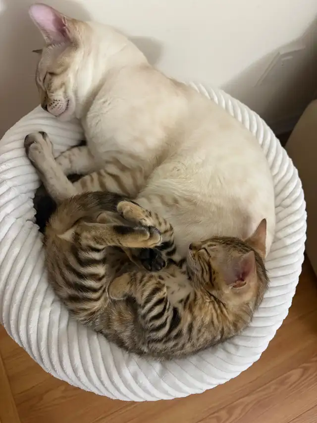 Purebred Bengal Female Kitten–Vaccinated, Litter Trained, Ready - Photo 4