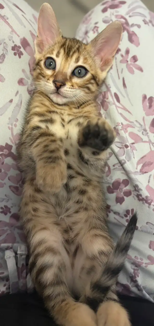 Purebred Bengal Female Kitten–Vaccinated, Litter Trained, Ready - Photo 5