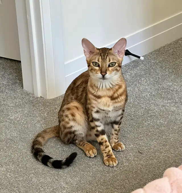 Purebred Bengal Female Kitten–Vaccinated, Litter Trained, Ready - Photo 6