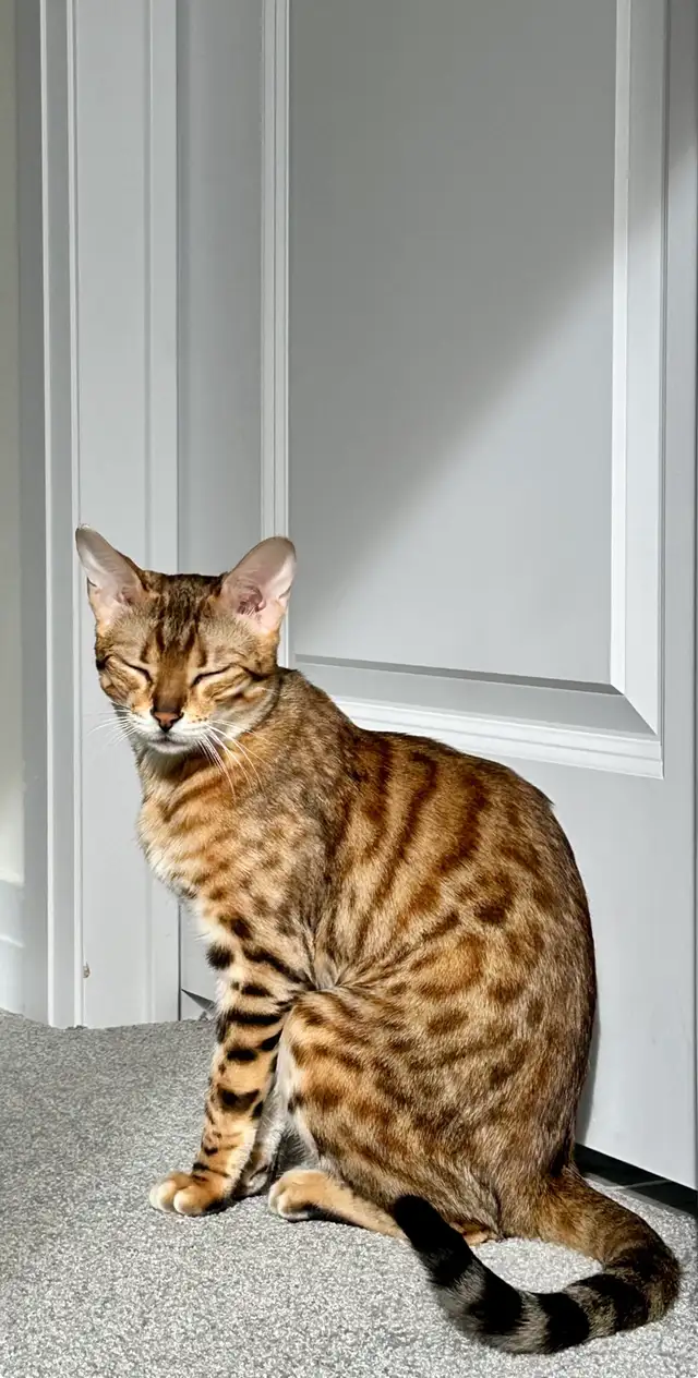 Purebred Bengal Female Kitten–Vaccinated, Litter Trained, Ready - Photo 7