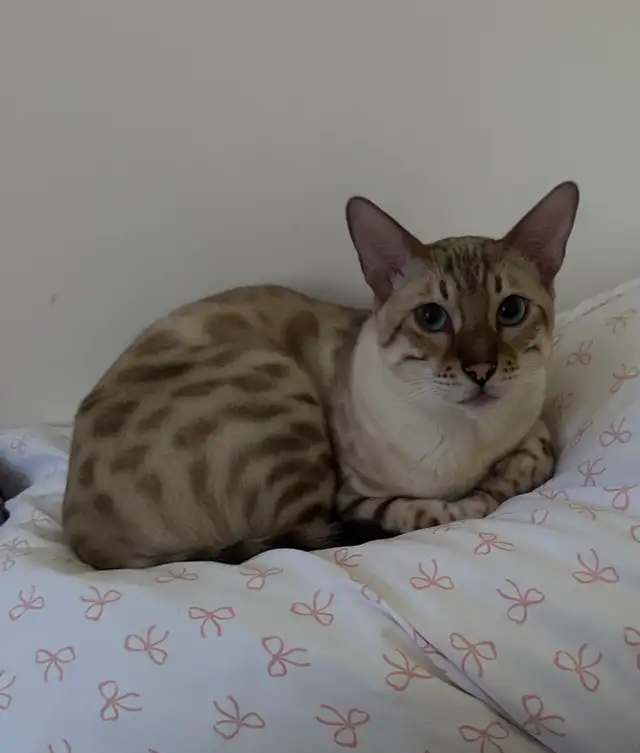 Purebred Bengal Female Kitten–Vaccinated, Litter Trained, Ready - Photo 8