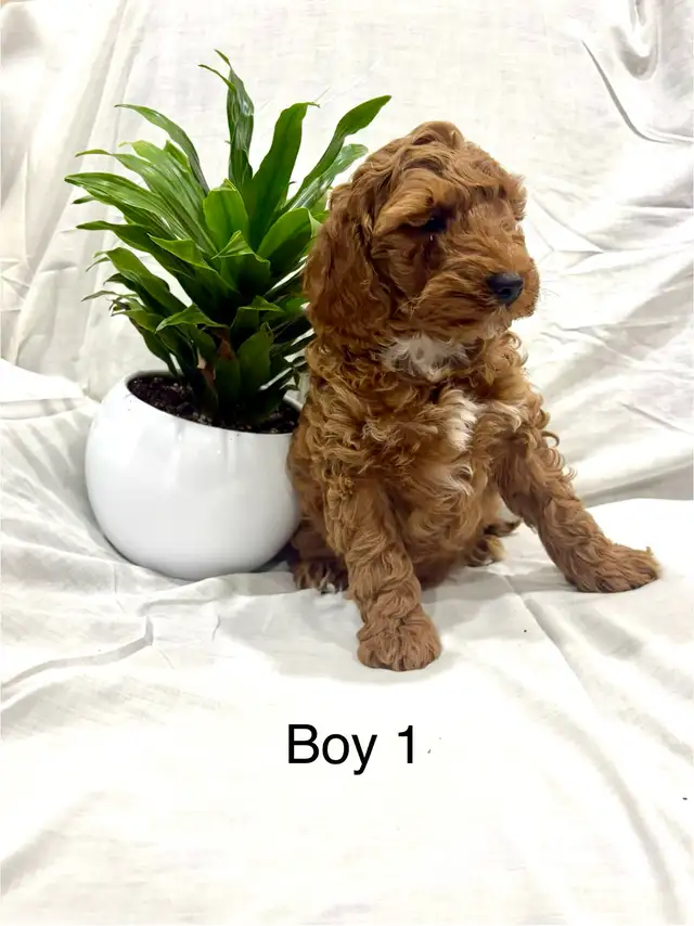 Lovely Cockapoo puppies