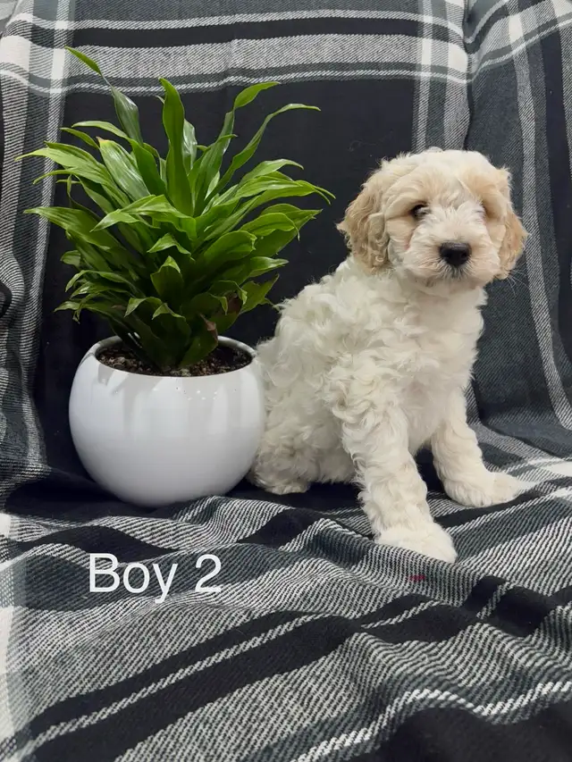 Lovely Cockapoo puppies - Photo 2