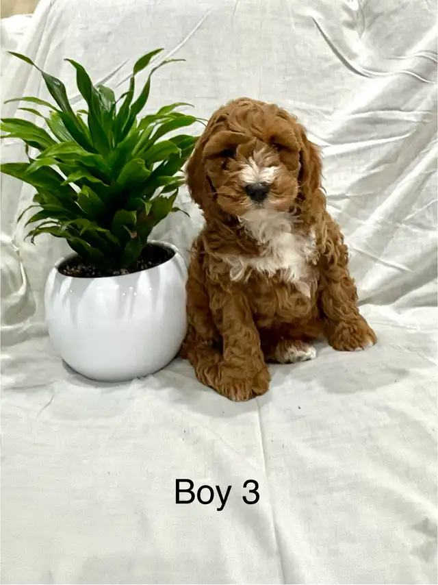 Lovely Cockapoo puppies - Photo 3