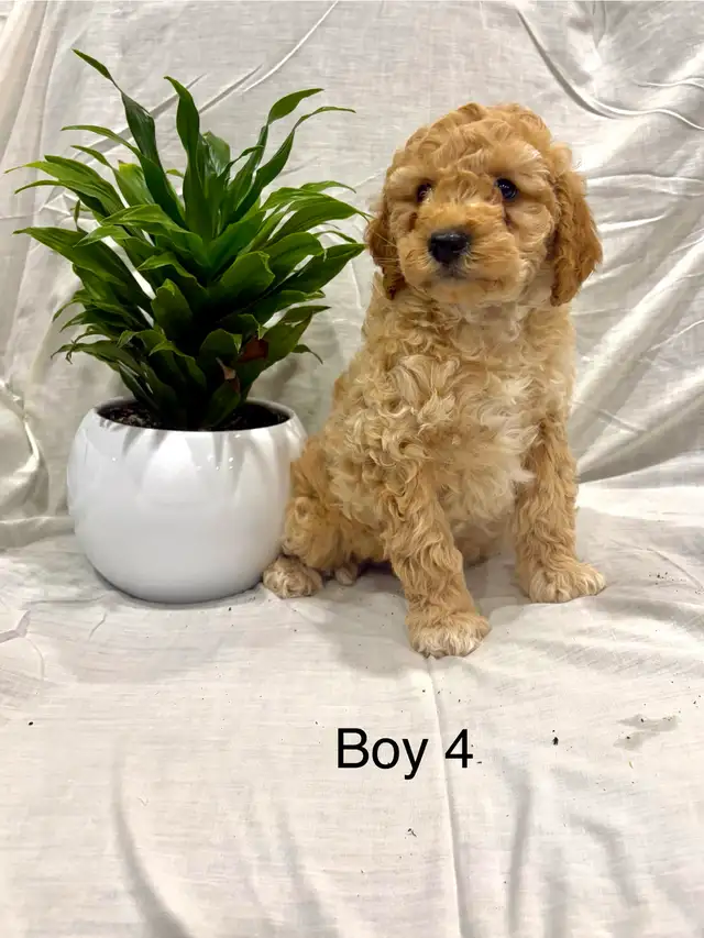 Lovely Cockapoo puppies - Photo 4
