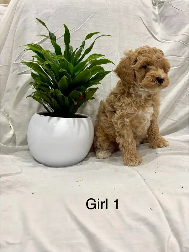 Lovely Cockapoo puppies - Photo 5