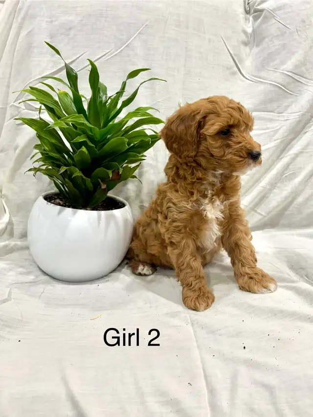 Lovely Cockapoo puppies - Photo 6