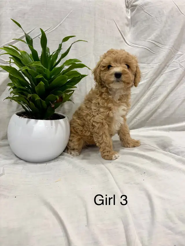 Lovely Cockapoo puppies - Photo 7