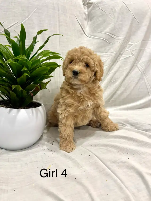 Lovely Cockapoo puppies - Photo 8