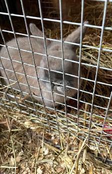Holland Lop Rabbit