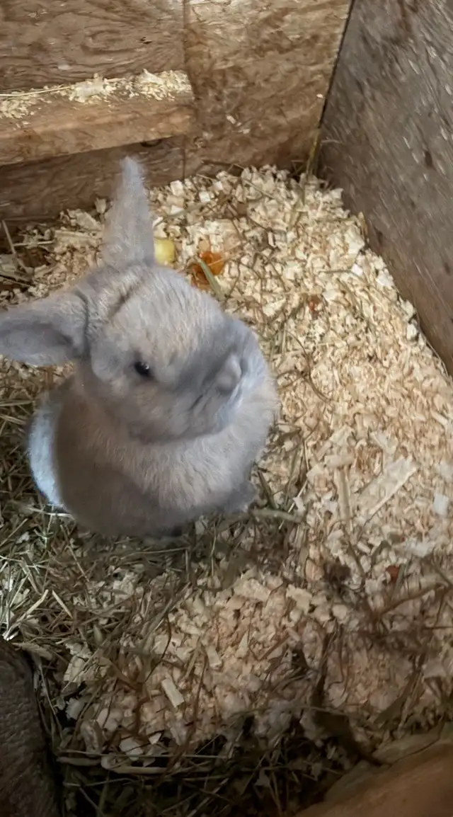 Holland Lop Rabbit - Photo 2