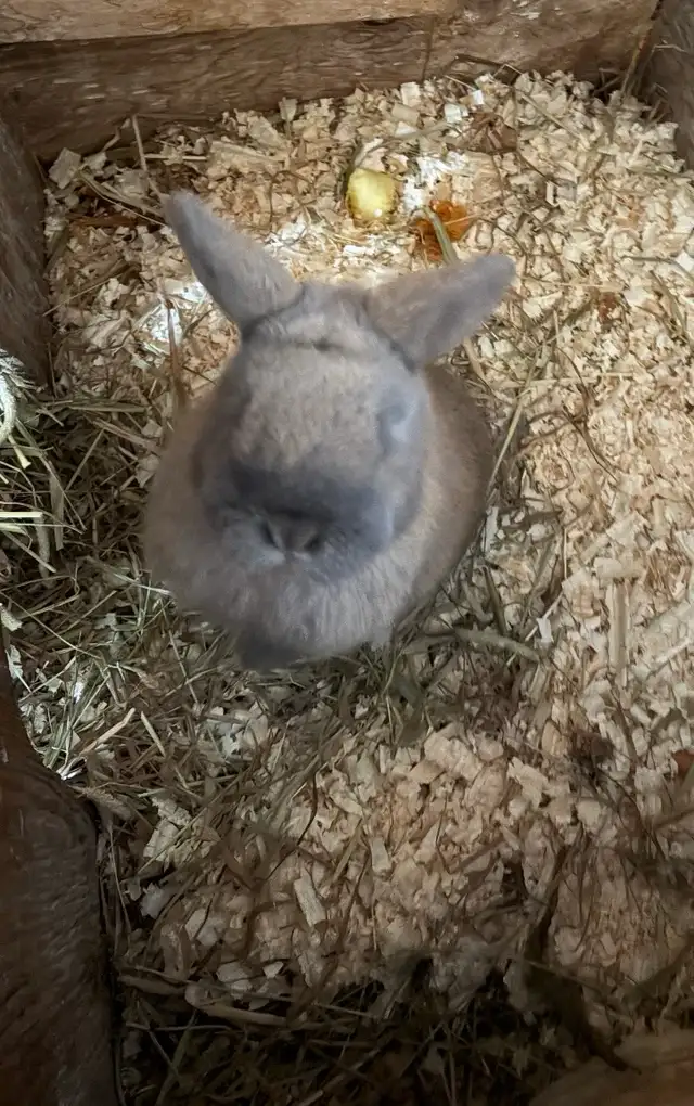 Holland Lop Rabbit - Photo 3