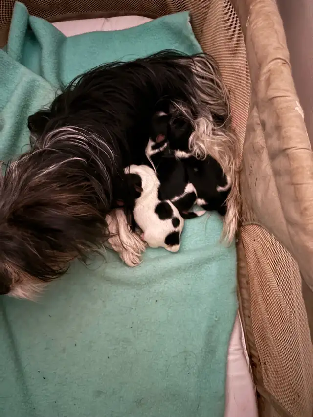 Biewer Yorkshire - Photo 2