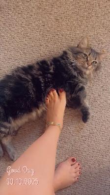 chat perdu - Photo 3