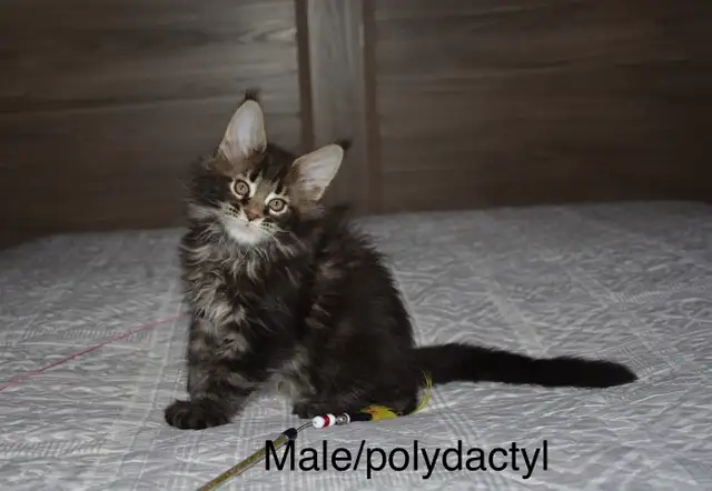 Beautiful purebred Maine Coon kittens