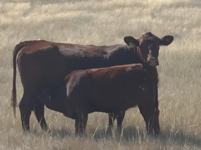 Mixed Farm Career Opportunity - Photo 3