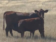 Mixed Farm Career Opportunity - Photo 3