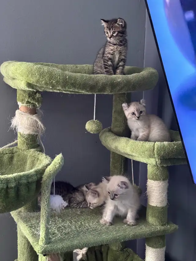 chatons Highland Lynx PURE