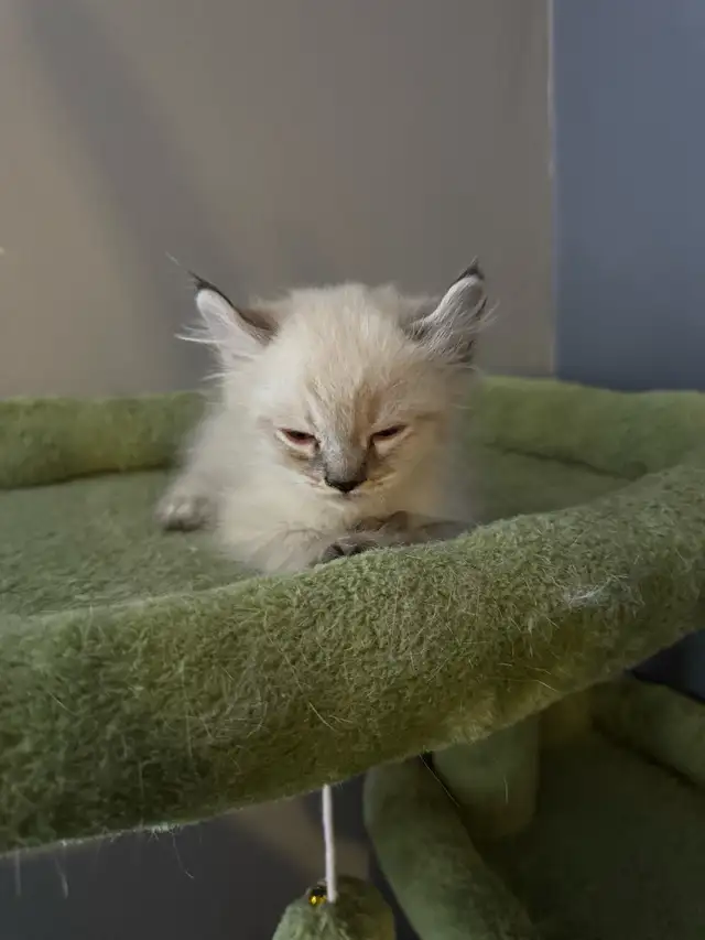 chatons Highland Lynx PURE - Photo 2