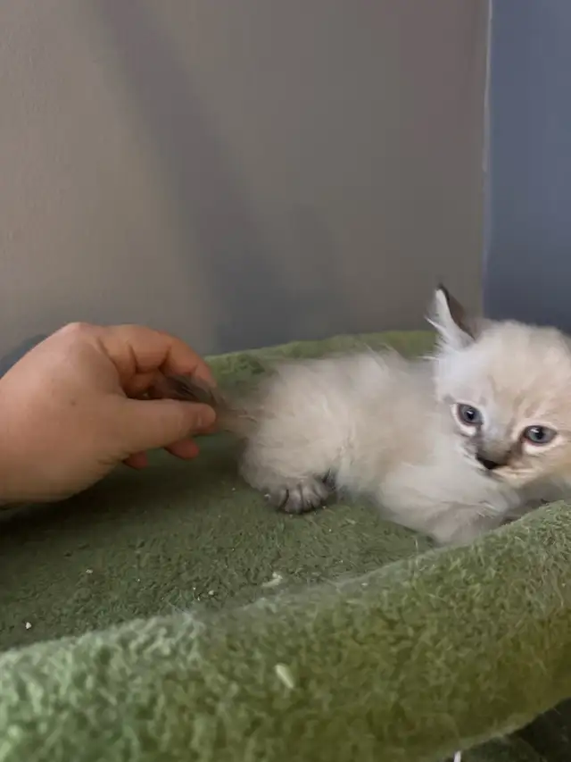 chatons Highland Lynx PURE - Photo 3