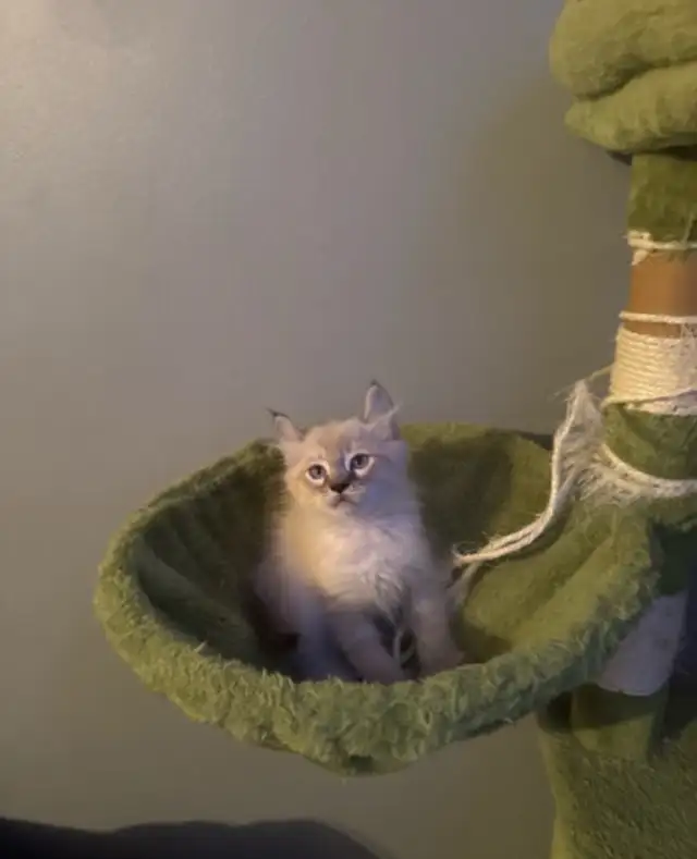 chatons Highland Lynx PURE - Photo 4