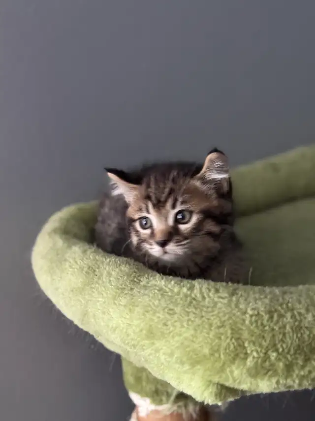 chatons Highland Lynx PURE - Photo 5