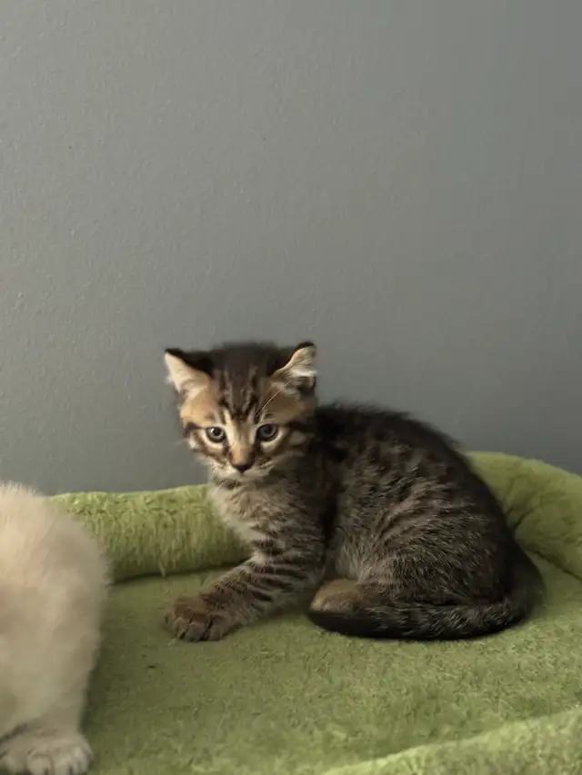 chatons Highland Lynx PURE - Photo 6