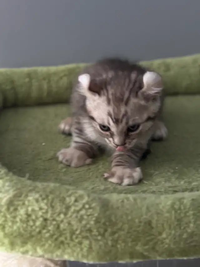 chatons Highland Lynx PURE - Photo 7