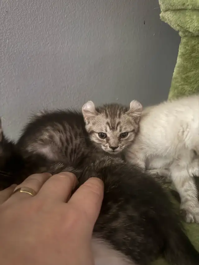 chatons Highland Lynx PURE - Photo 8