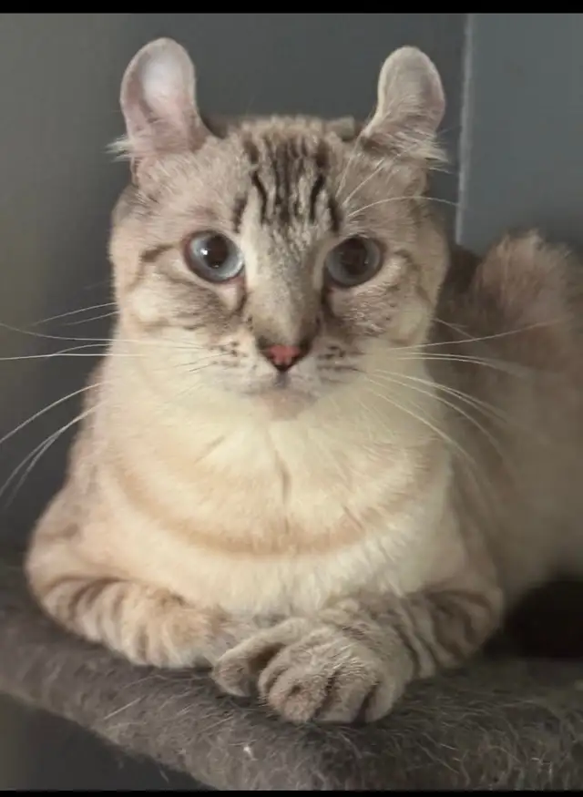 chatons Highland Lynx PURE - Photo 9