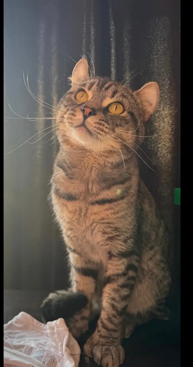 chatons Highland Lynx PURE - Photo 10