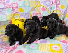 Who Wants One of These in Their Easter Basket?