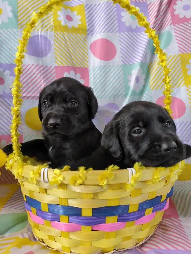 Who Wants One of These in Their Easter Basket? - Photo 2