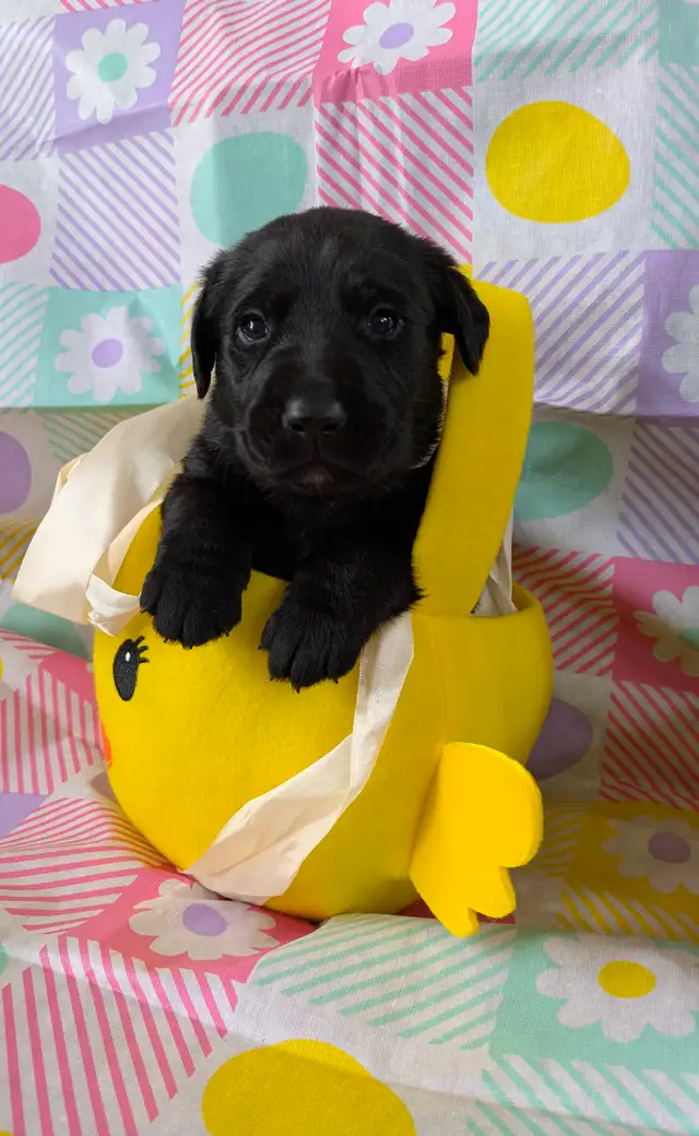 Who Wants One of These in Their Easter Basket? - Photo 3