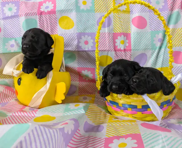 Who Wants One of These in Their Easter Basket? - Photo 4