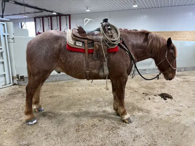 Feedlot miles, refresh and training horses