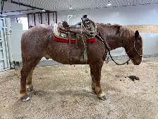 Feedlot miles, refresh and training horses