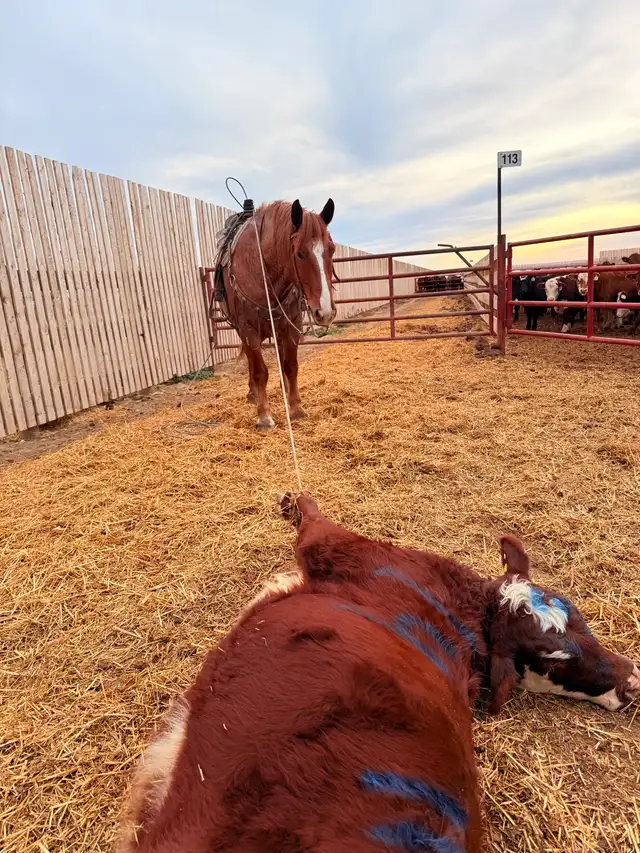 Feedlot miles, refresh and training horses - Photo 2