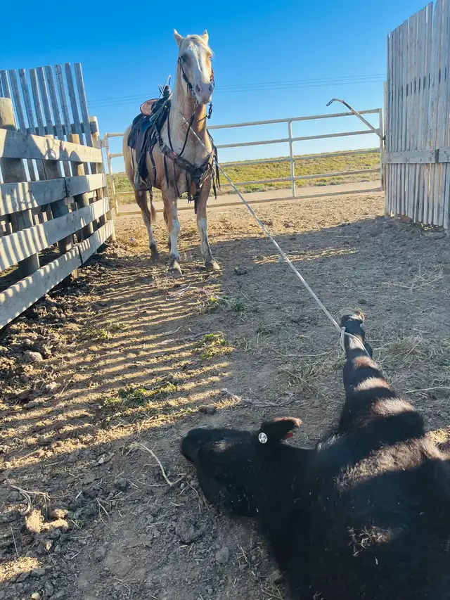 Feedlot miles, refresh and training horses - Photo 3