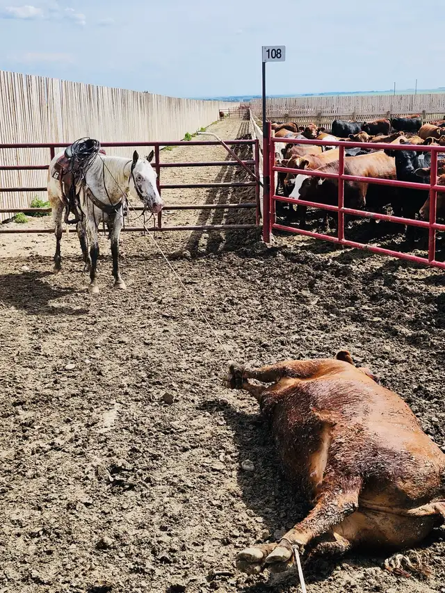 Feedlot miles, refresh and training horses - Photo 4