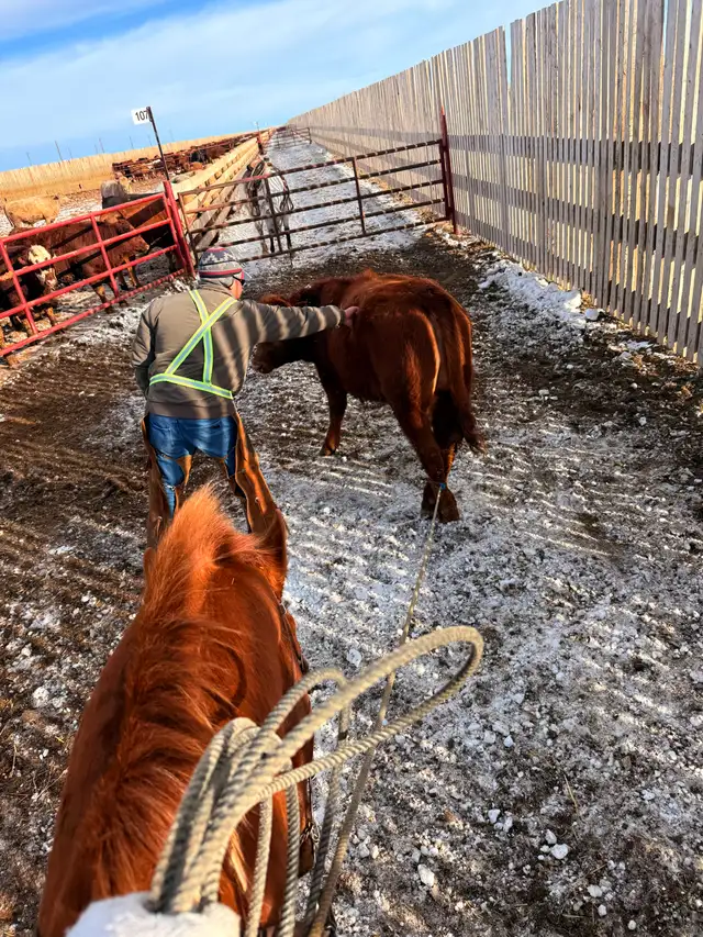 Feedlot miles, refresh and training horses - Photo 5