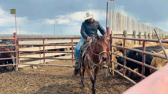 Feedlot miles, refresh and training horses - Photo 6
