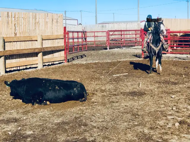 Feedlot miles, refresh and training horses - Photo 7