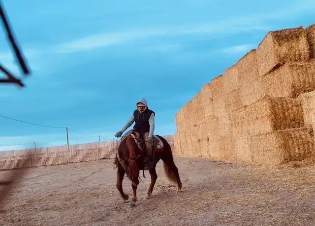 Feedlot miles, refresh and training horses - Photo 8