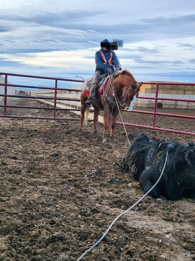 Feedlot miles, refresh and training horses - Photo 9