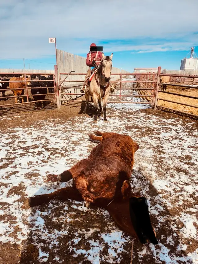 Feedlot miles, refresh and training horses - Photo 10