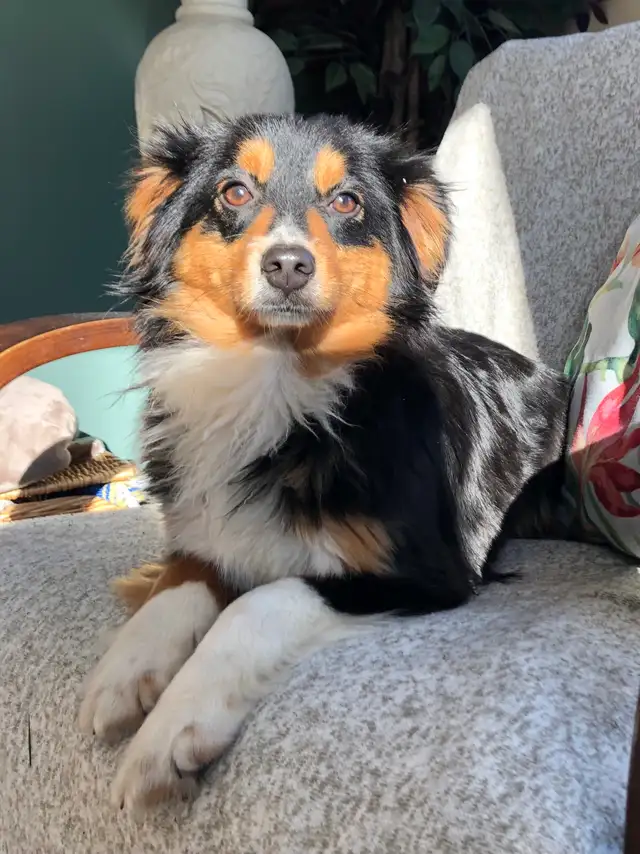 Toy Australian Shepherd Female